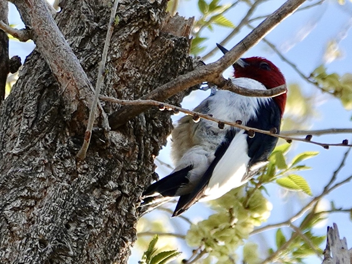 Red-headed Woodpecker - ML616610087
