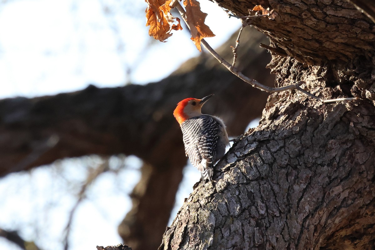 Red-bellied Woodpecker - ML616610165