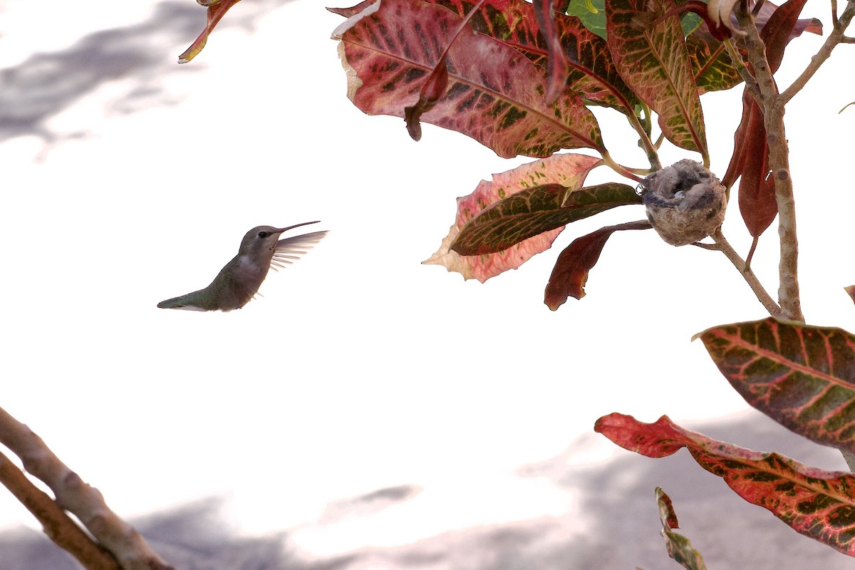 Anna's Hummingbird - ML616610186