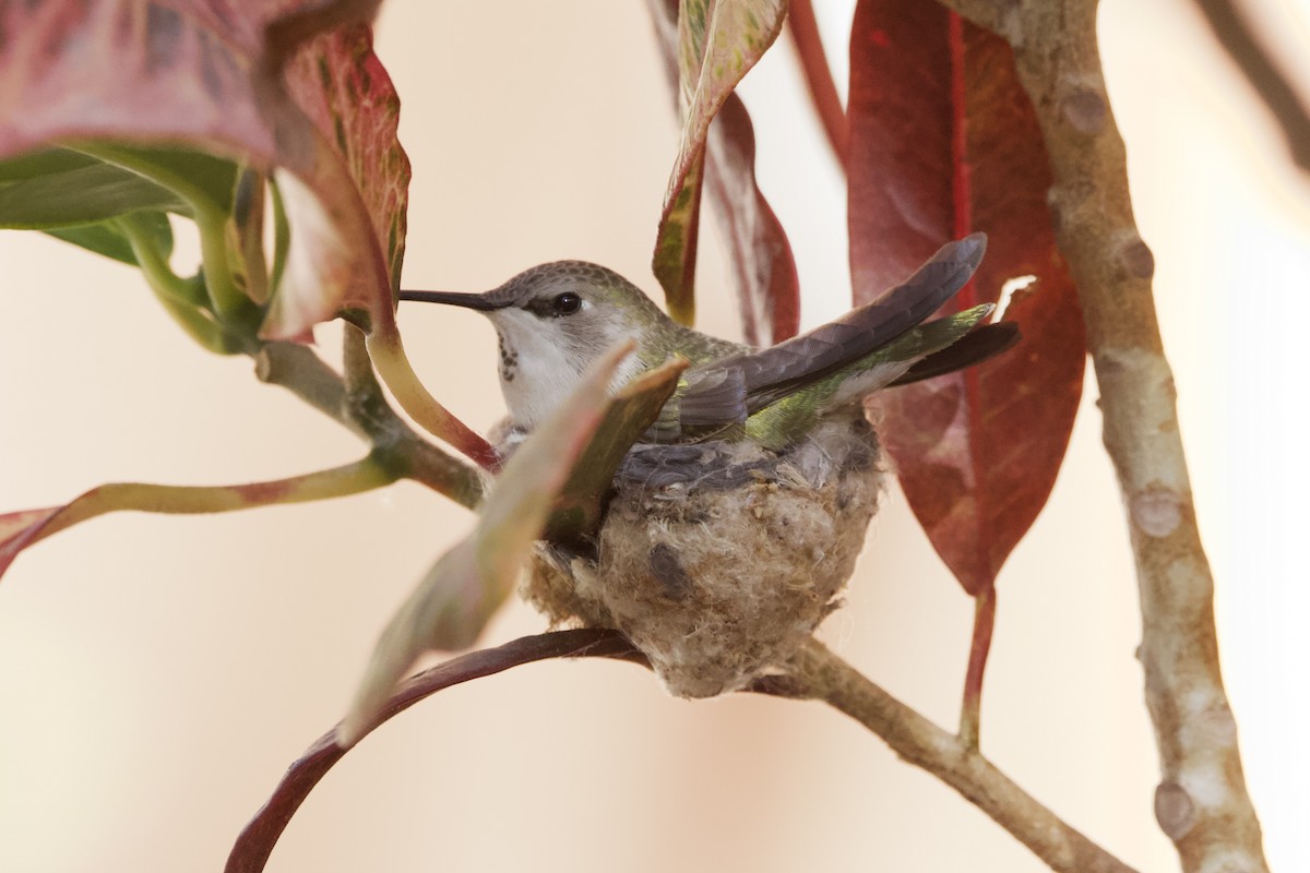 Anna's Hummingbird - Ian Jarvie