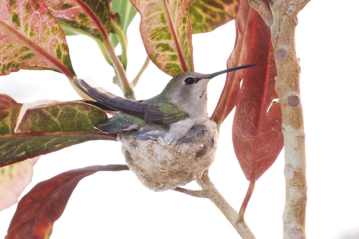 Anna's Hummingbird - ML616610189