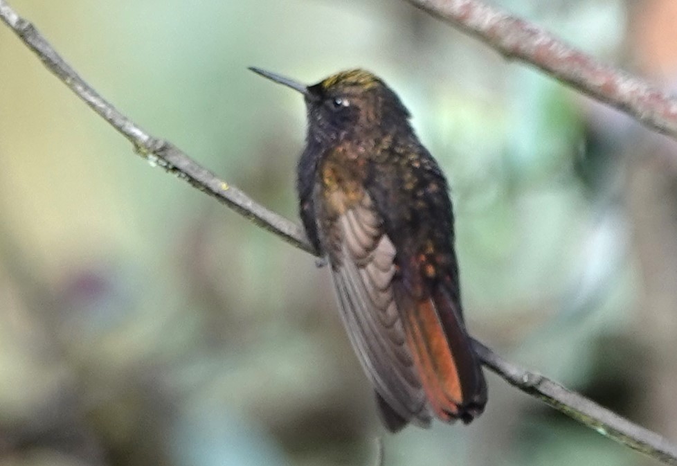 kolibřík mourovatý - ML616610217
