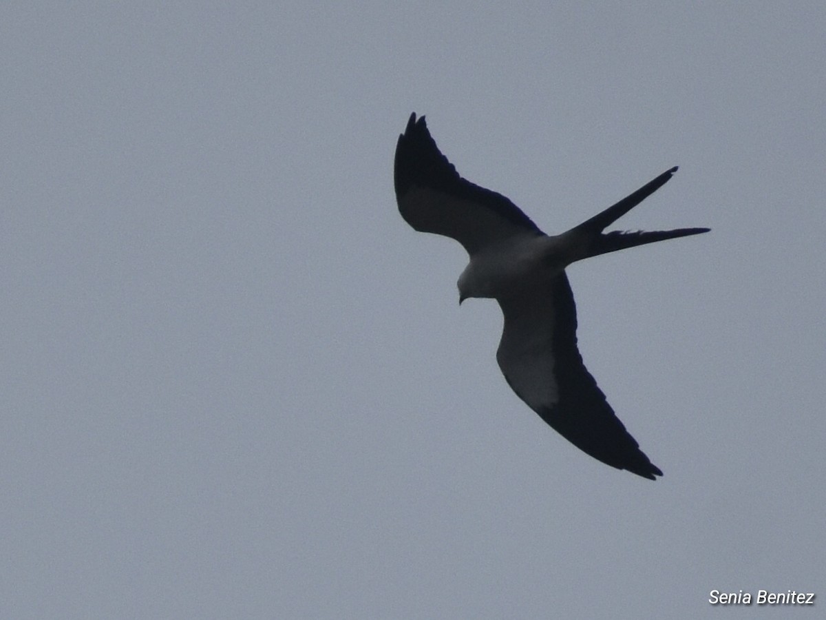 Swallow-tailed Kite - ML616610229