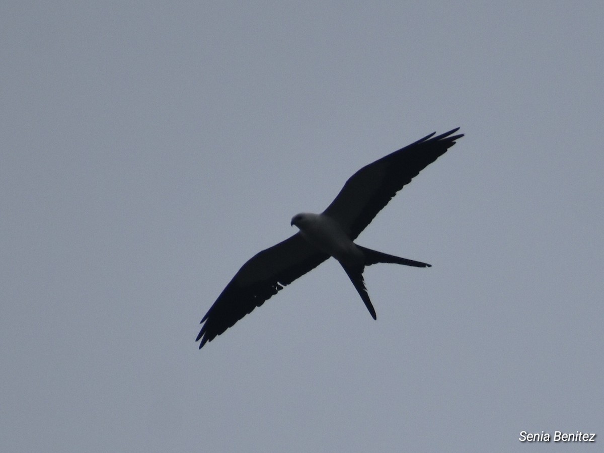 Swallow-tailed Kite - ML616610231