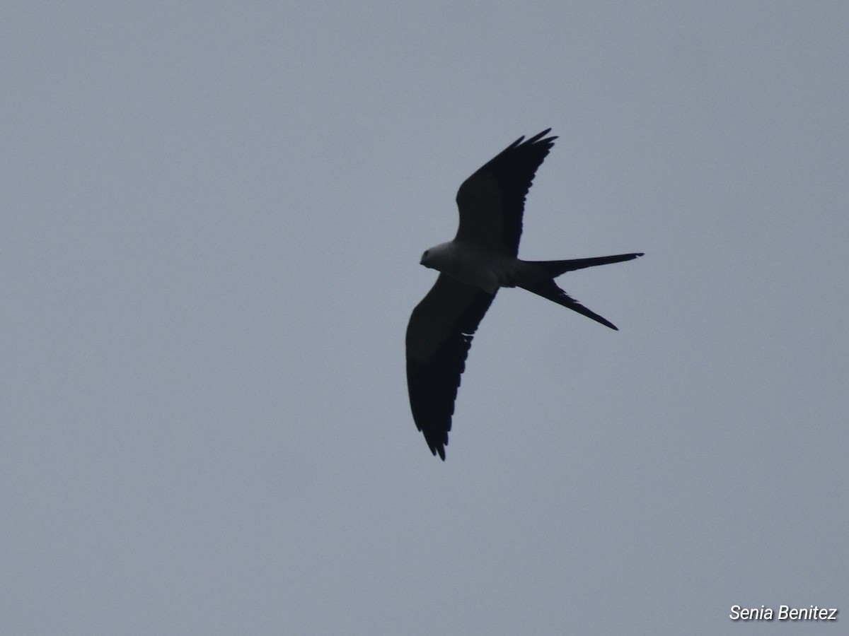 Swallow-tailed Kite - ML616610232
