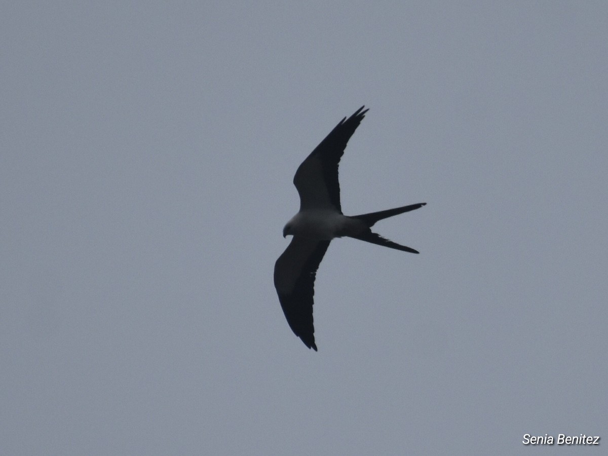 Swallow-tailed Kite - ML616610233