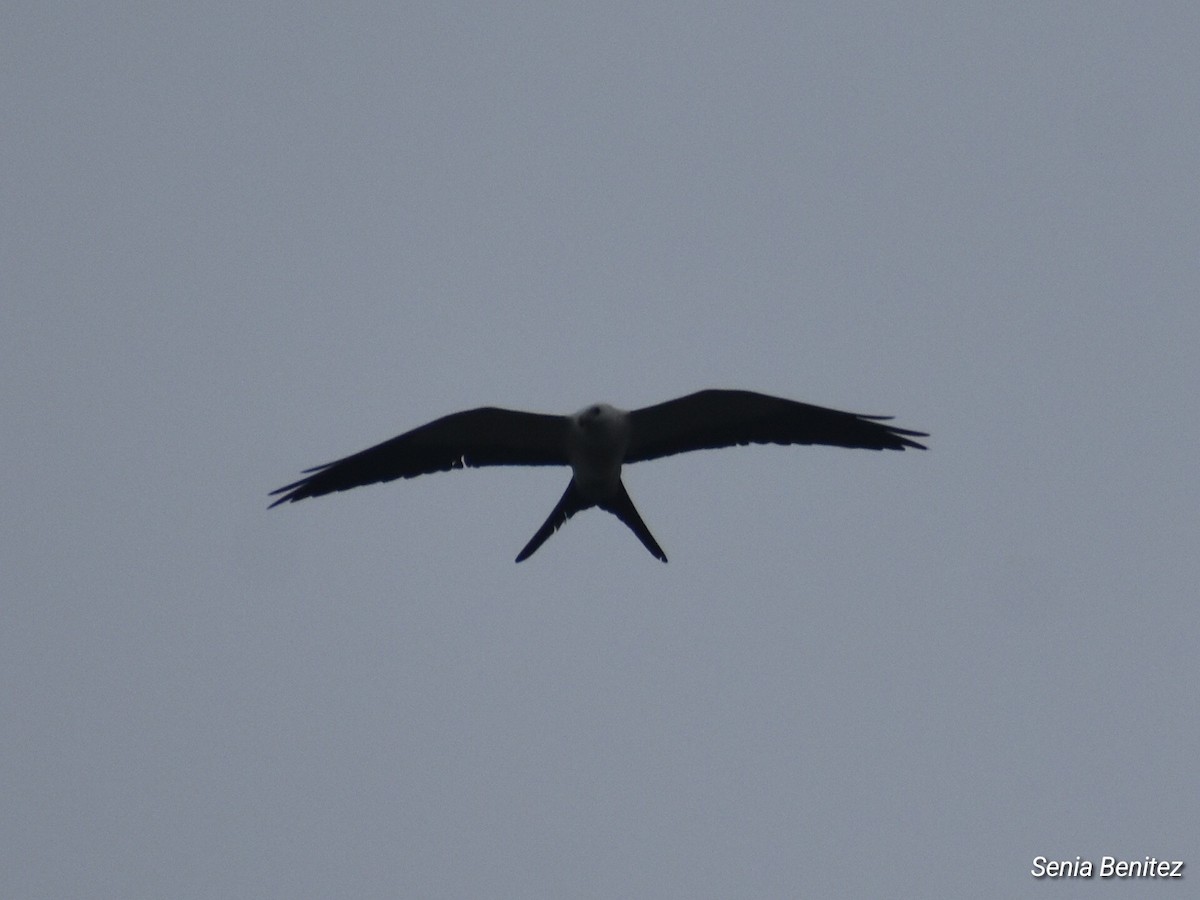 Swallow-tailed Kite - ML616610234