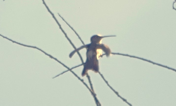 Giant Hummingbird - ML616610312