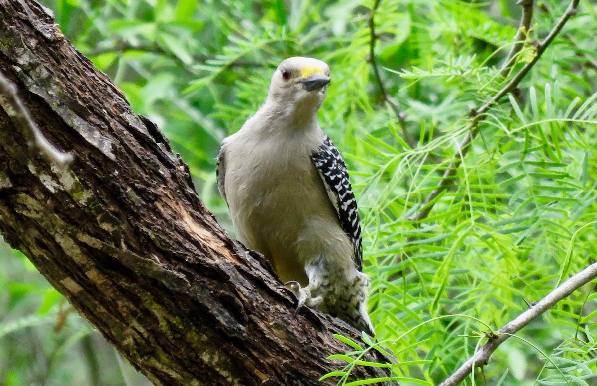 Golden-fronted Woodpecker - ML616610330