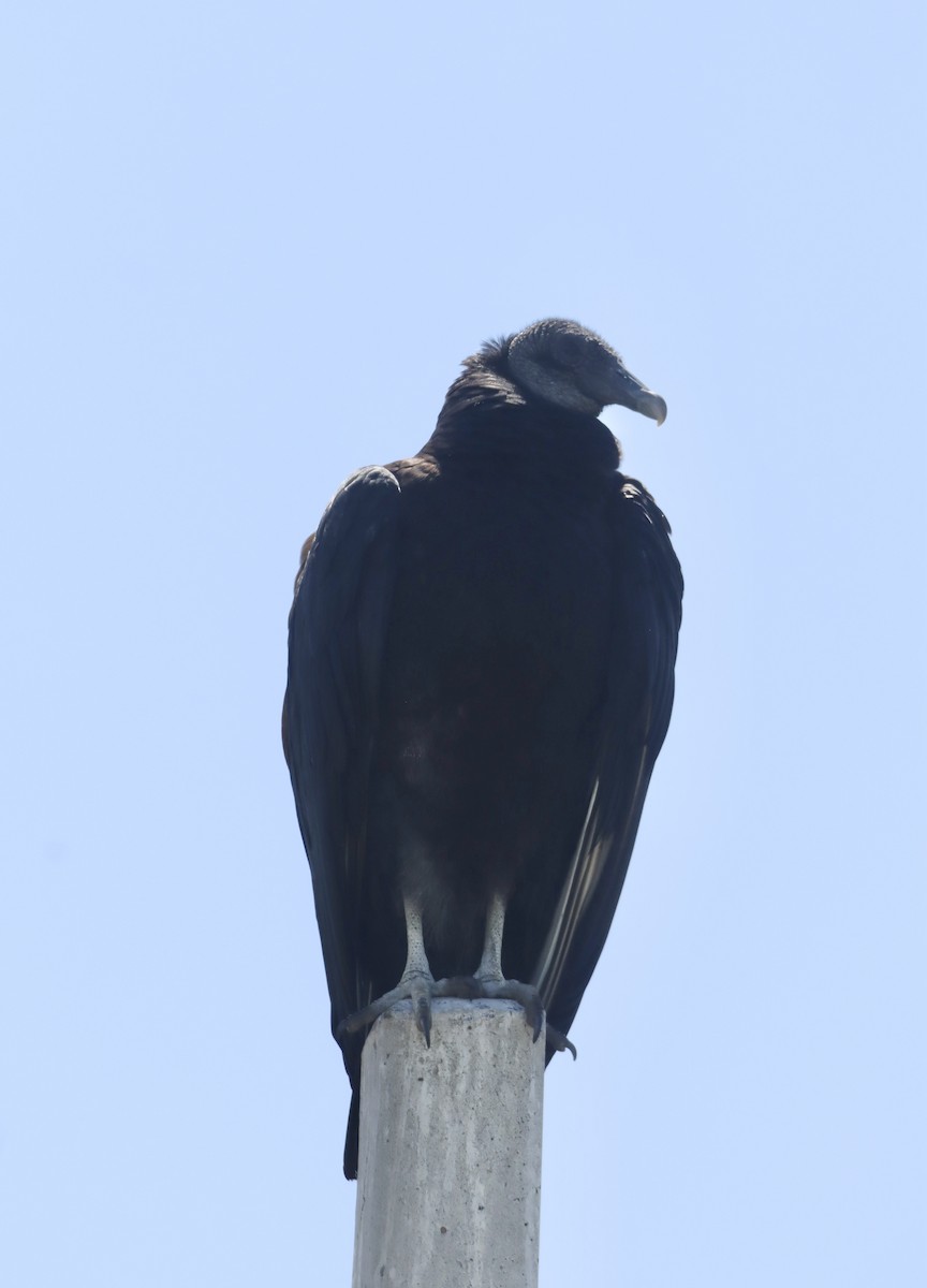 Black Vulture - ML616610345