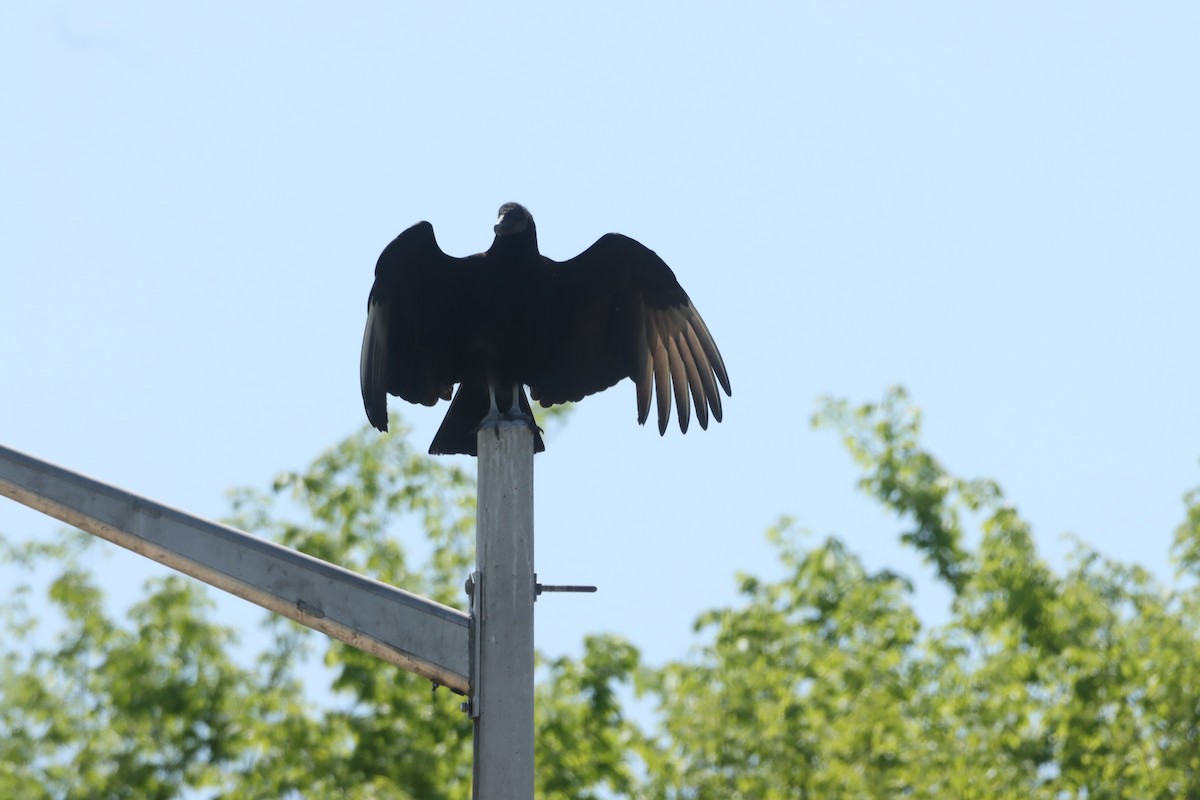 Black Vulture - ML616610346
