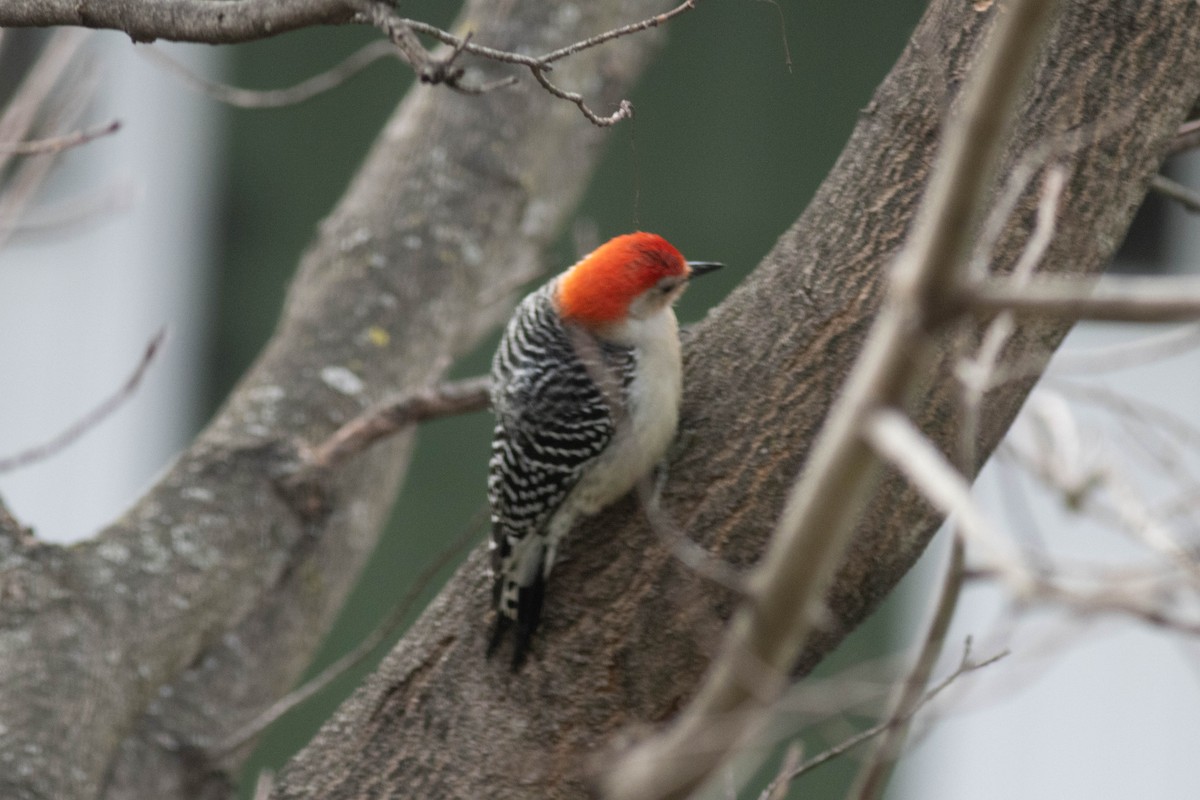 Red-bellied Woodpecker - Ed Vigezzi