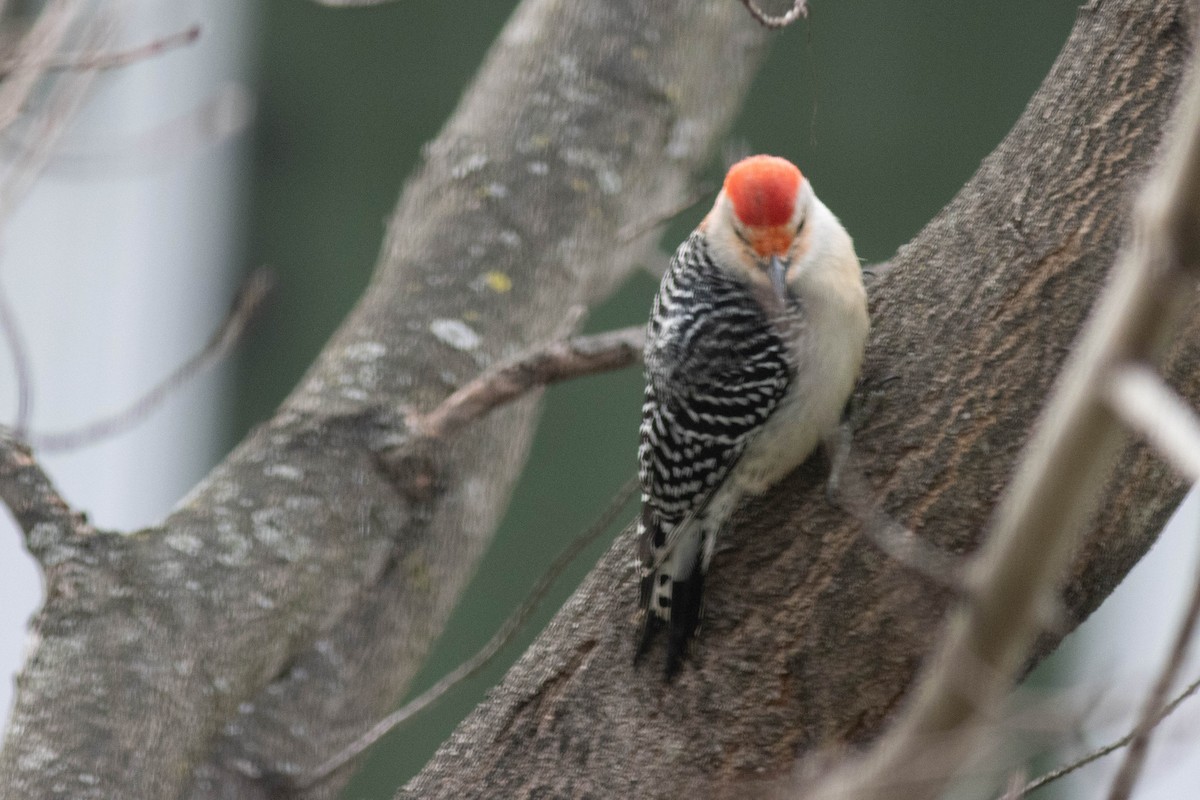 Red-bellied Woodpecker - ML616610351