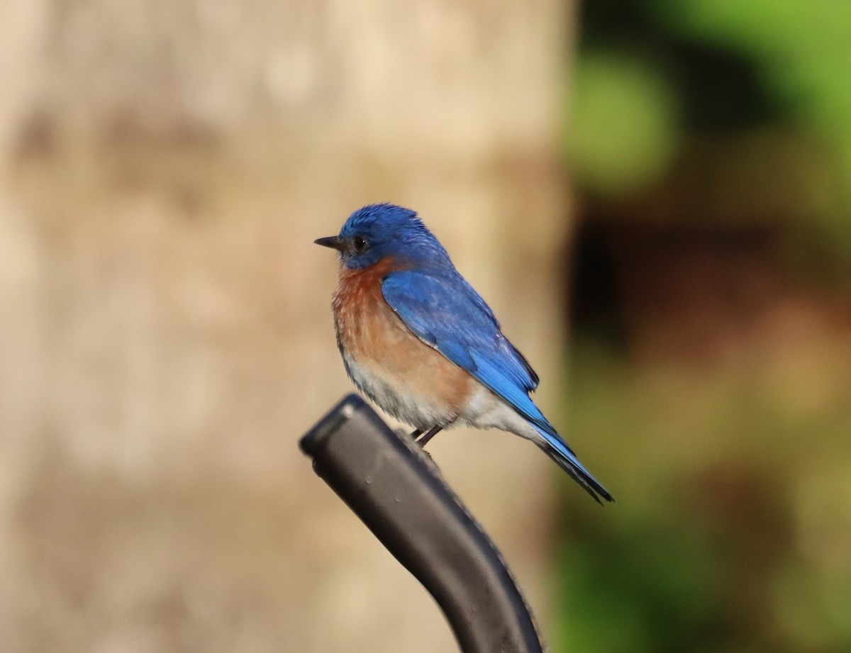 Eastern Bluebird - Juli deGrummond