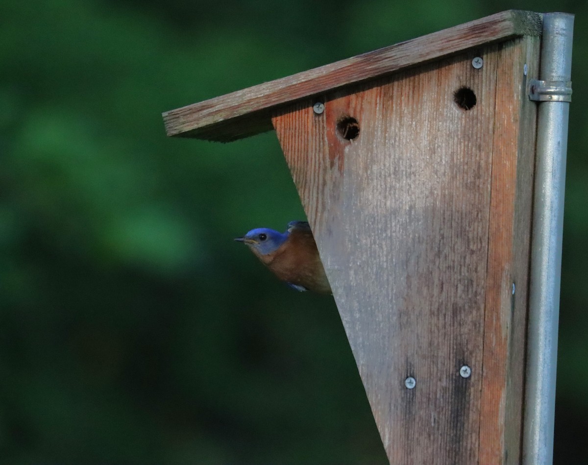 Eastern Bluebird - Juli deGrummond