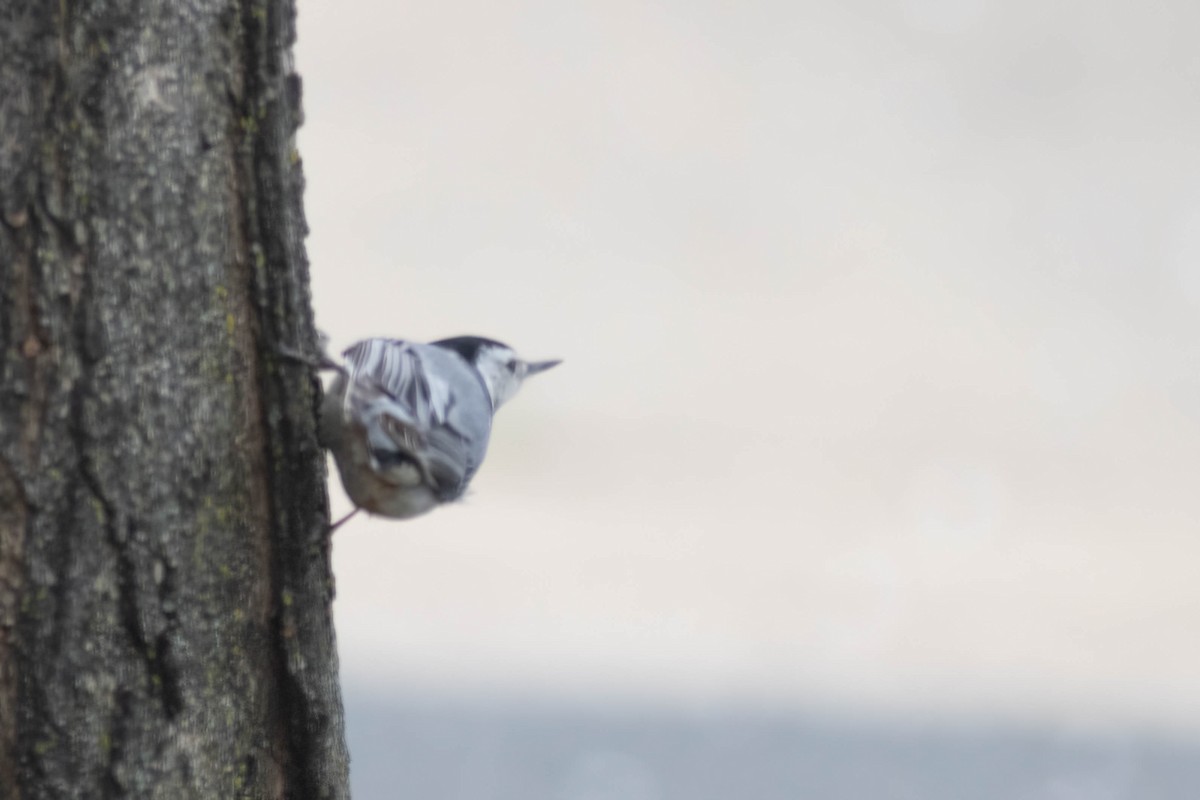 White-breasted Nuthatch - ML616610367