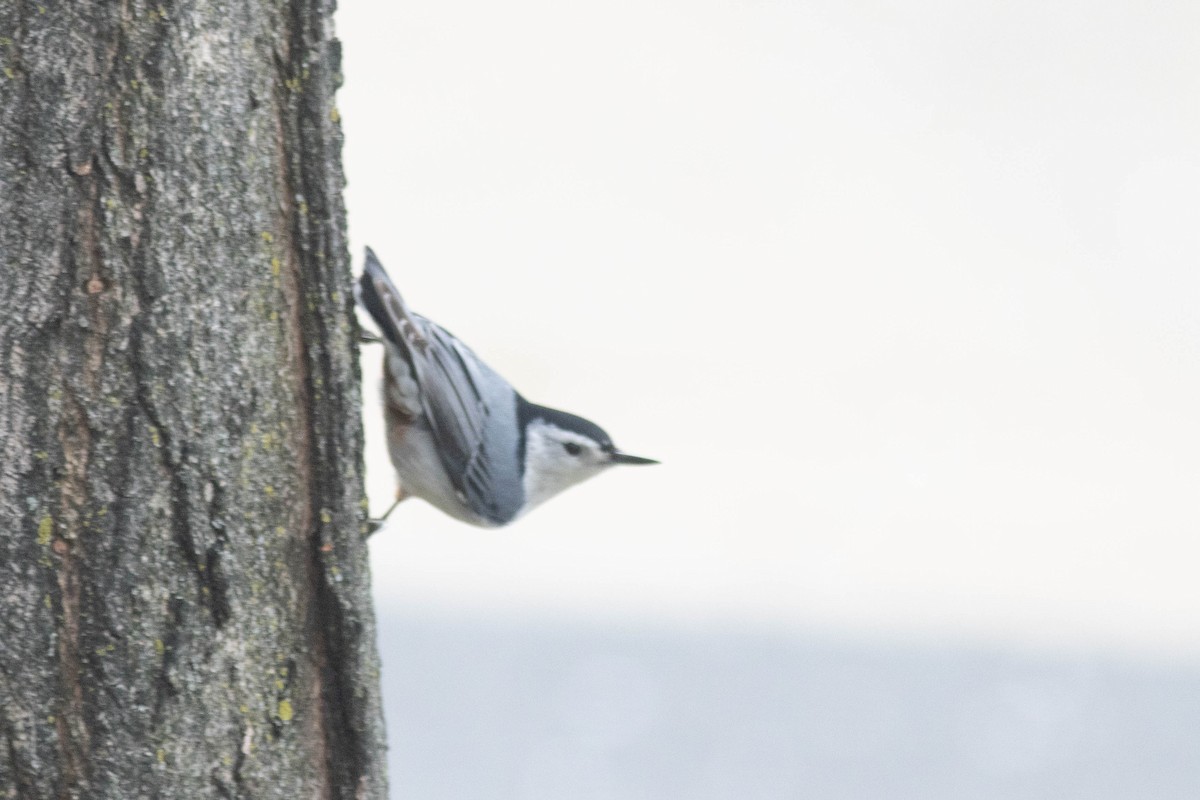 White-breasted Nuthatch - ML616610368