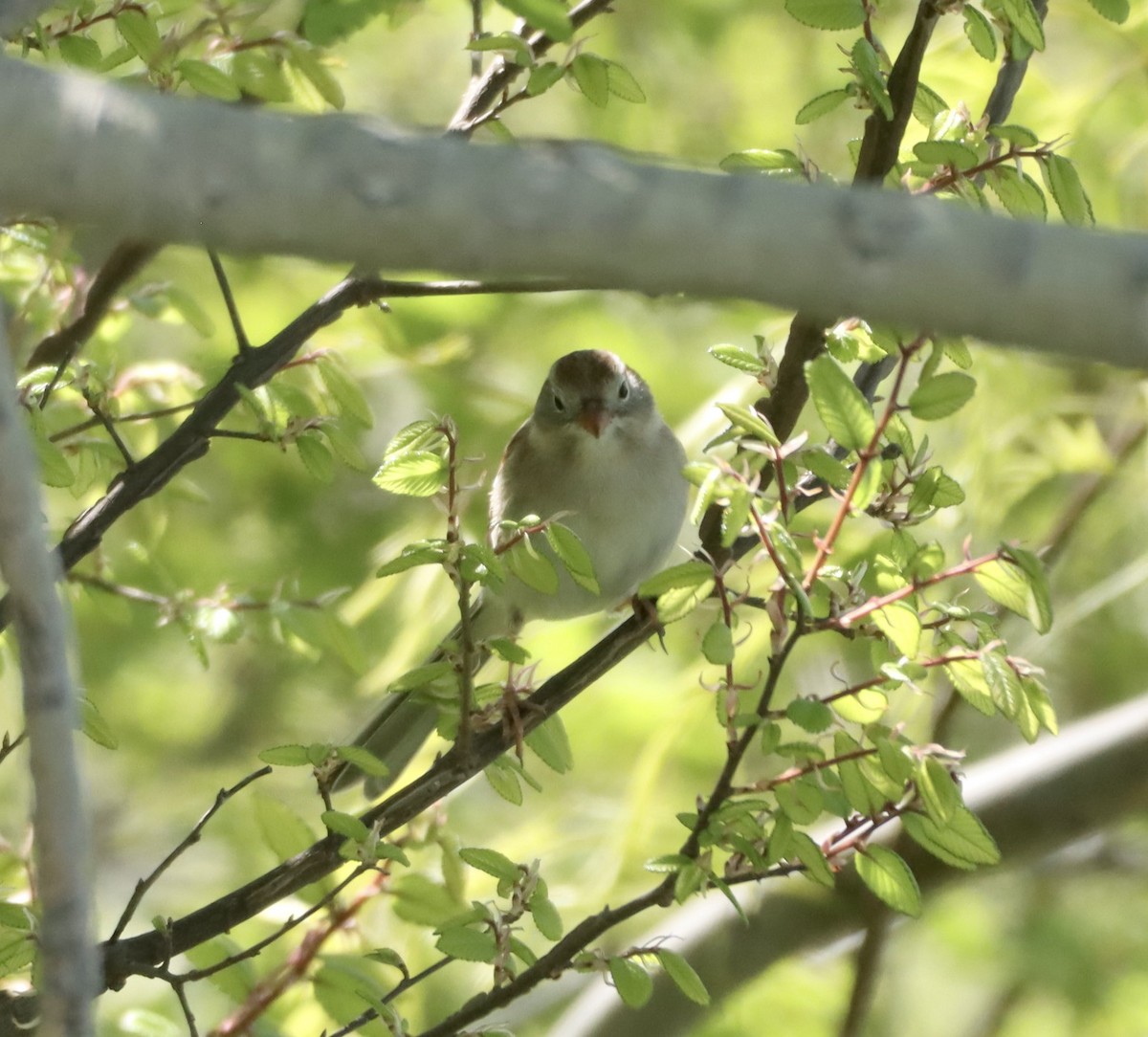 Field Sparrow - Lani Hyde