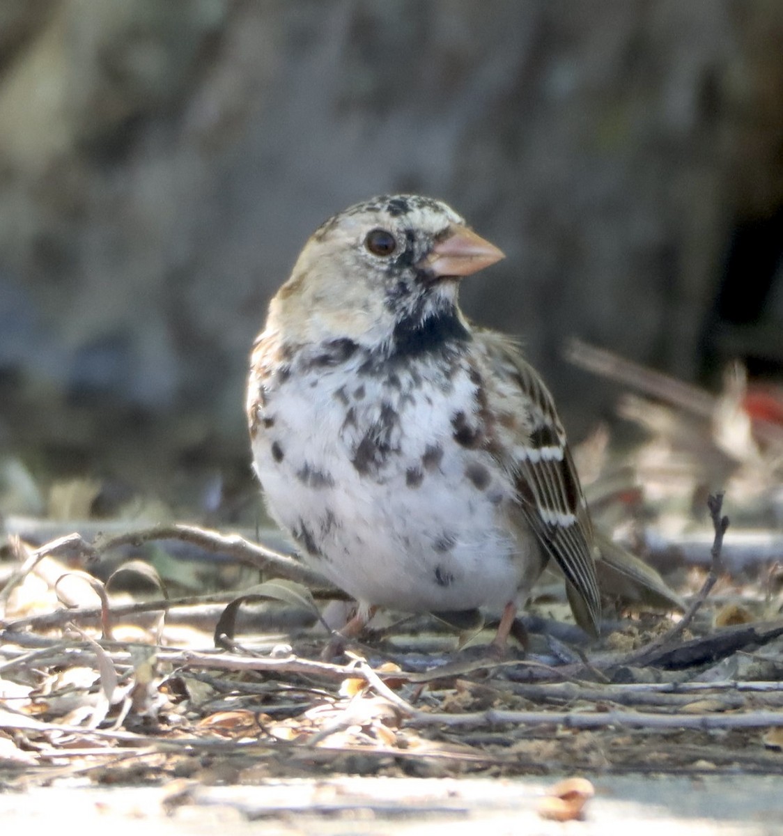 Harris's Sparrow - Lani Hyde