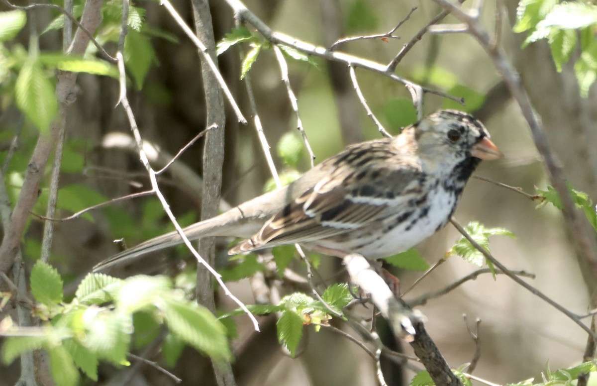 Harris's Sparrow - ML616610396