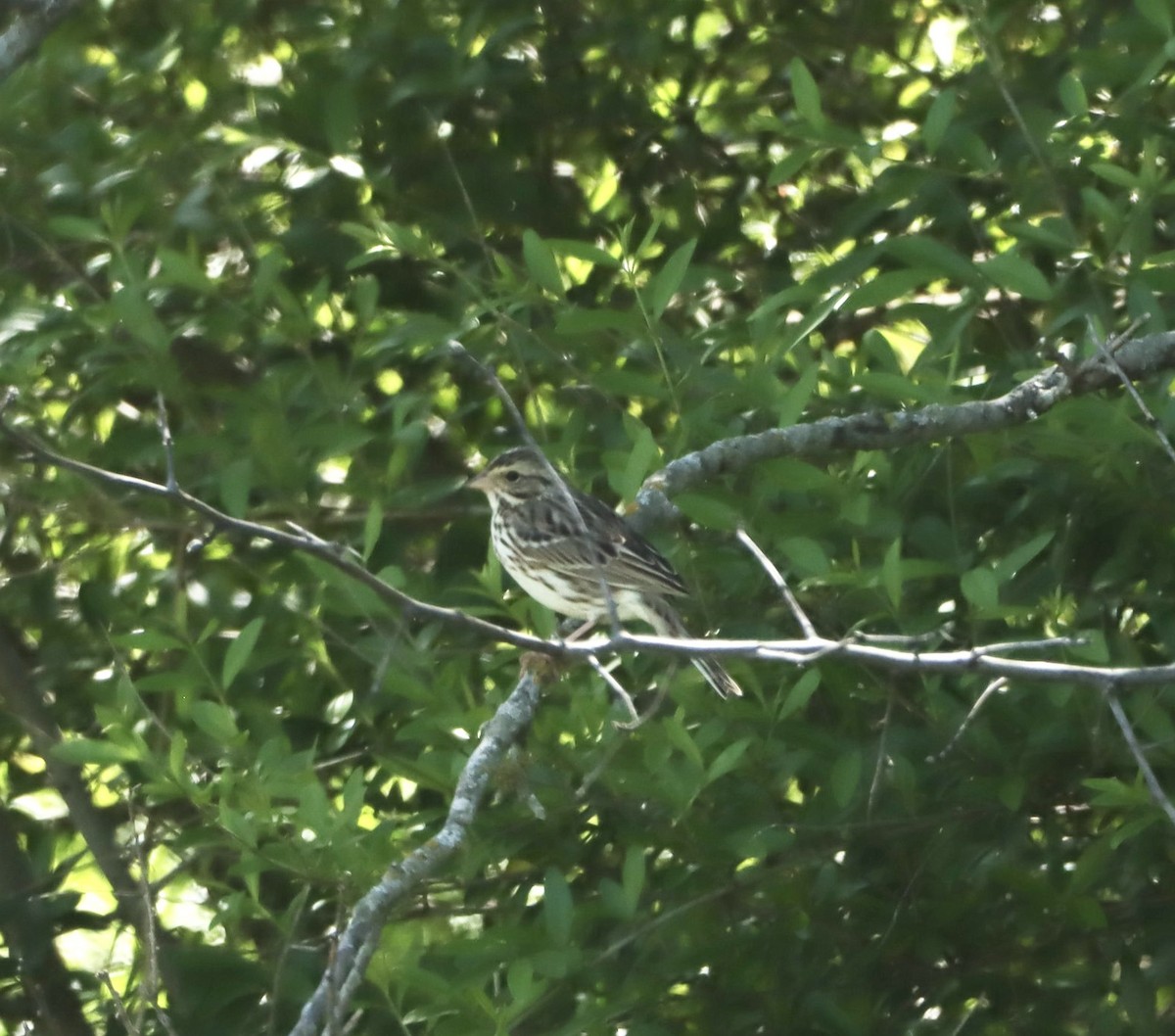 Savannah Sparrow - ML616610418