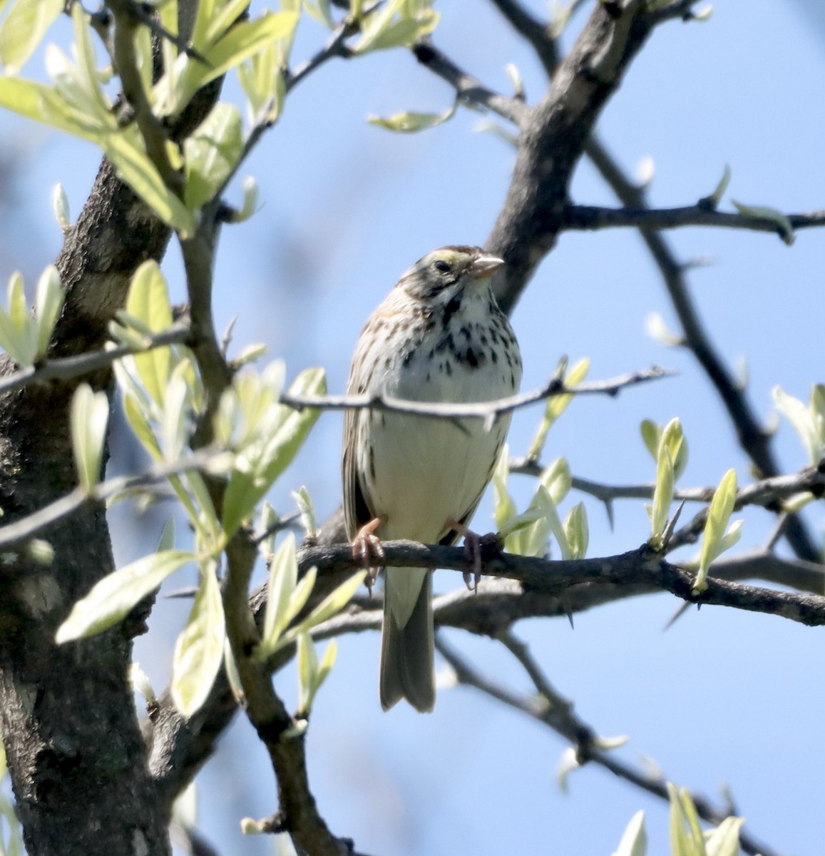 Savannah Sparrow - ML616610419