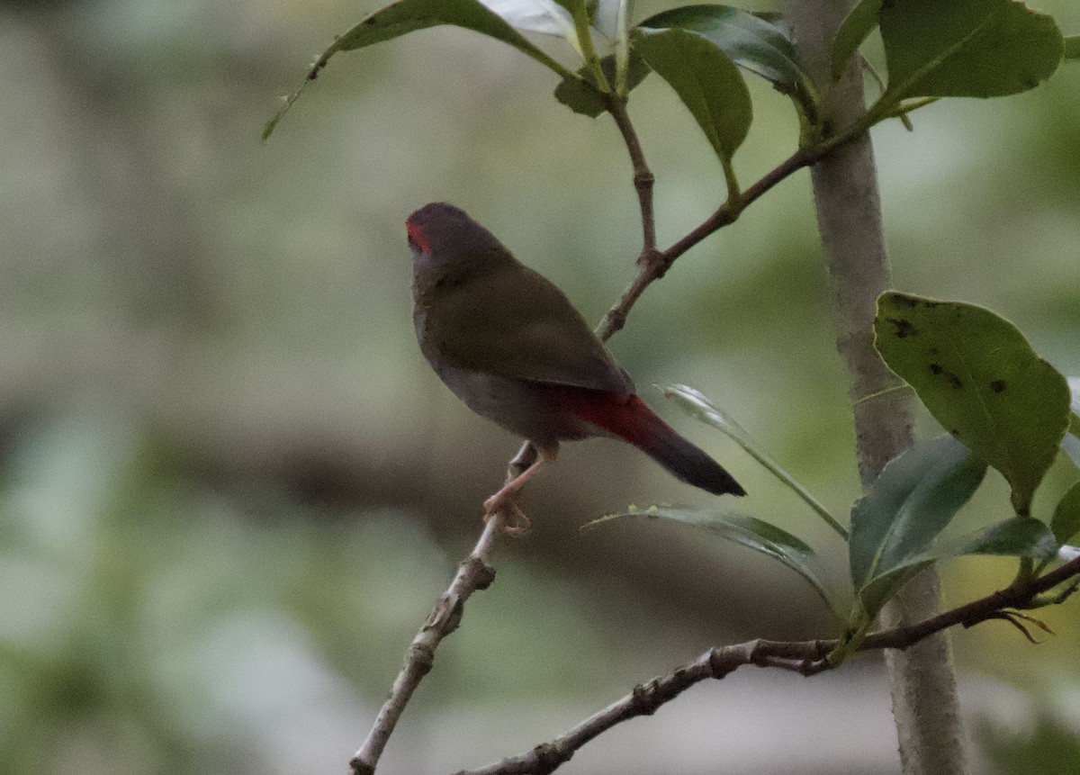 Red-browed Firetail - ML616610427