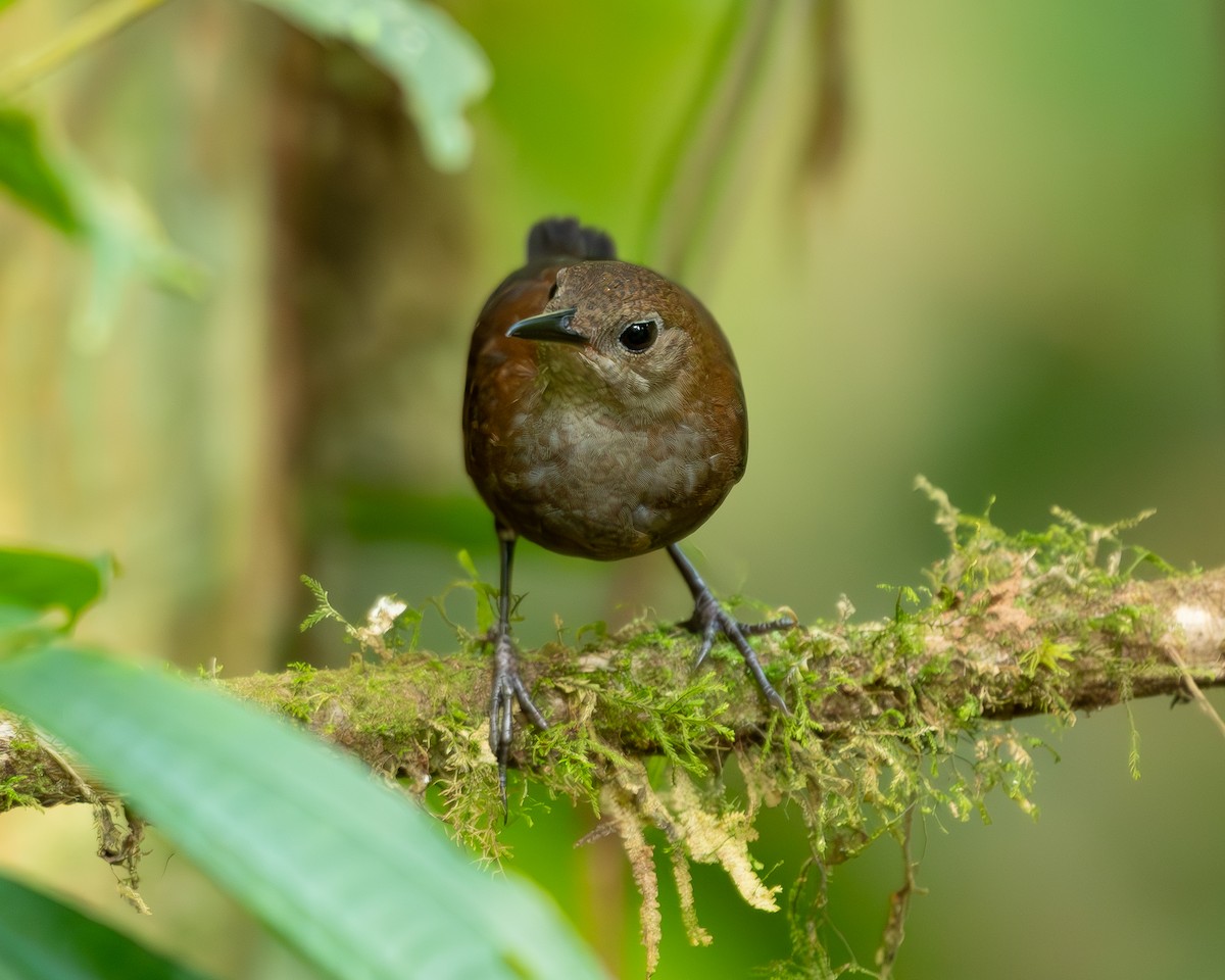 Scaly-breasted Wren - Andres Paniagua