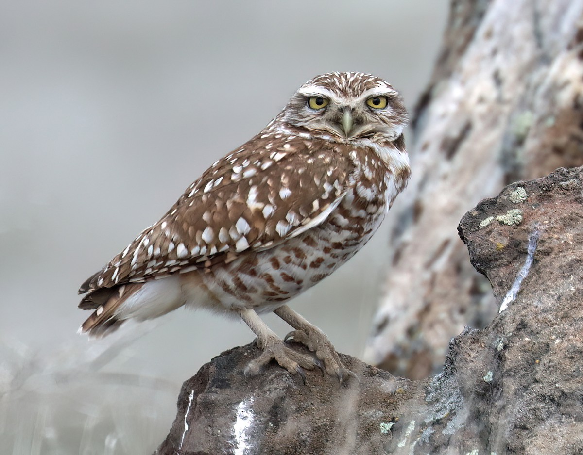 Burrowing Owl - Charlotte Byers