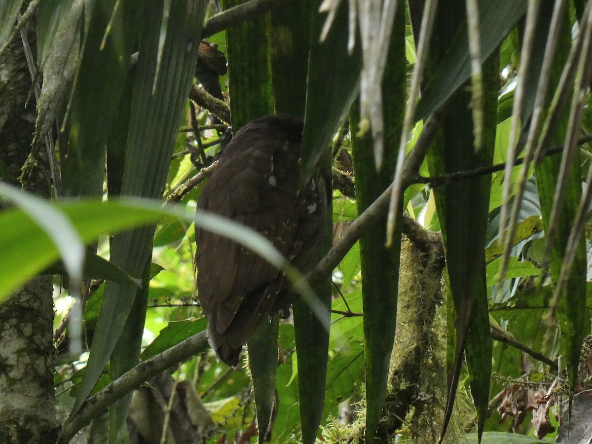 Crested Owl - ML616610475