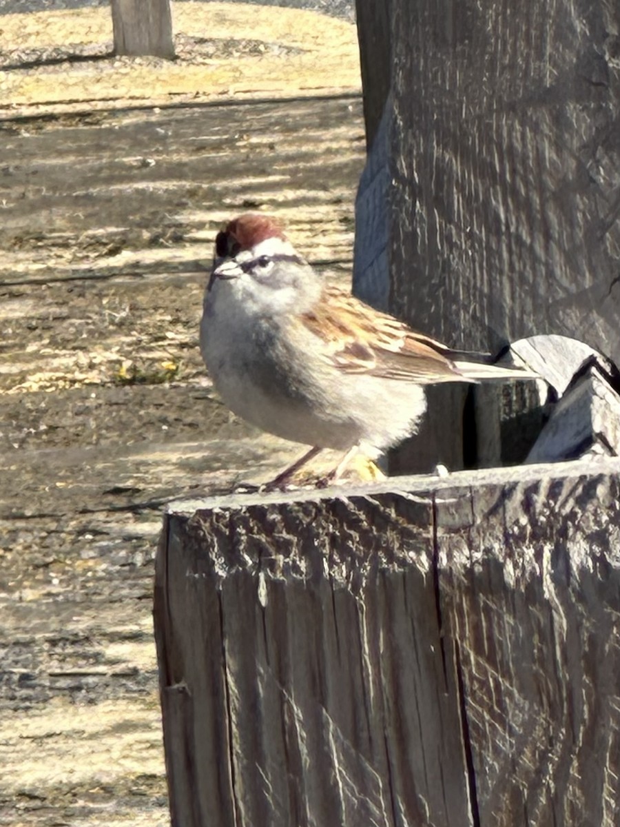 Chipping Sparrow - Mike Stinson