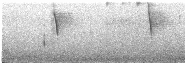 Сипуха темно-бура (підвид tenebricosa/arfaki) - ML616610520
