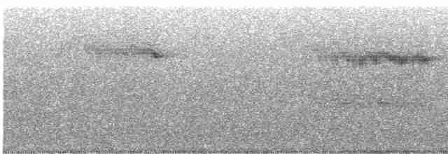 Сипуха темно-бура (підвид tenebricosa/arfaki) - ML616610521