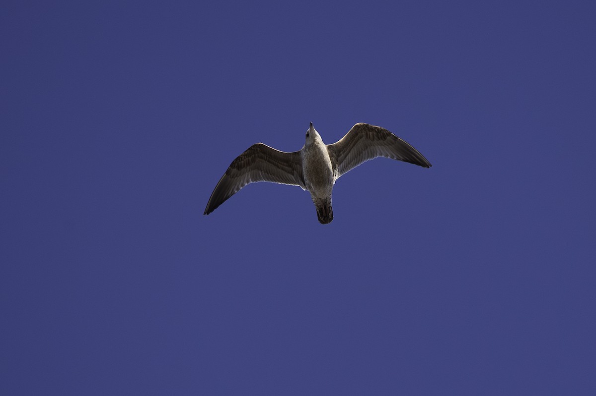 Lesser Black-backed Gull - Cam Nikkel