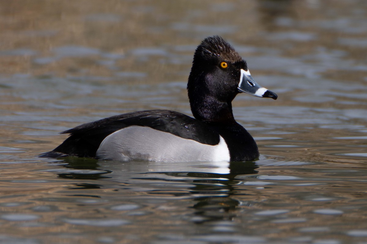 Ring-necked Duck - ML616610570