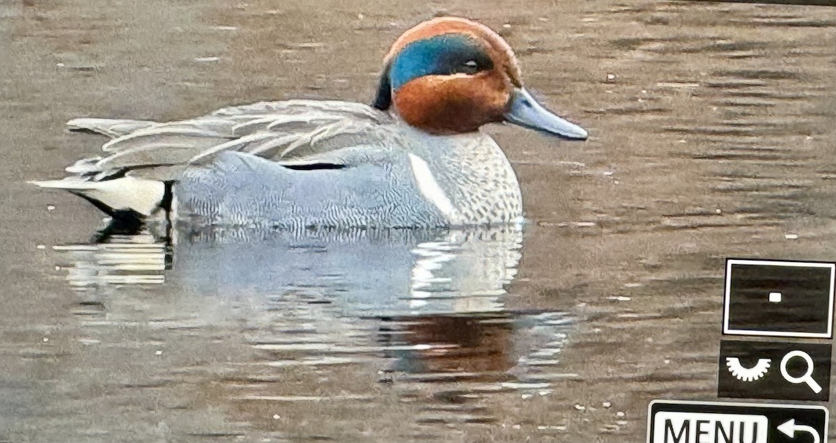 Green-winged Teal - ML616610586