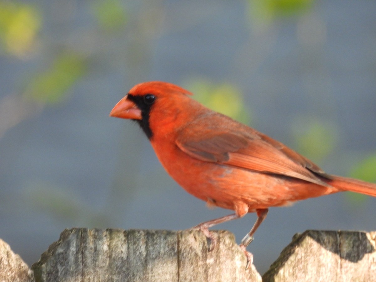Cardinal rouge - ML616610664