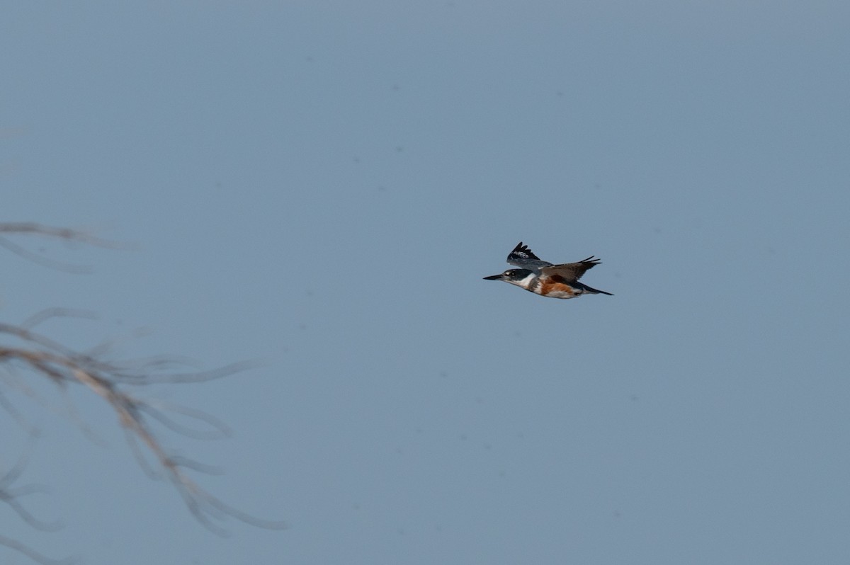 Belted Kingfisher - ML616610708