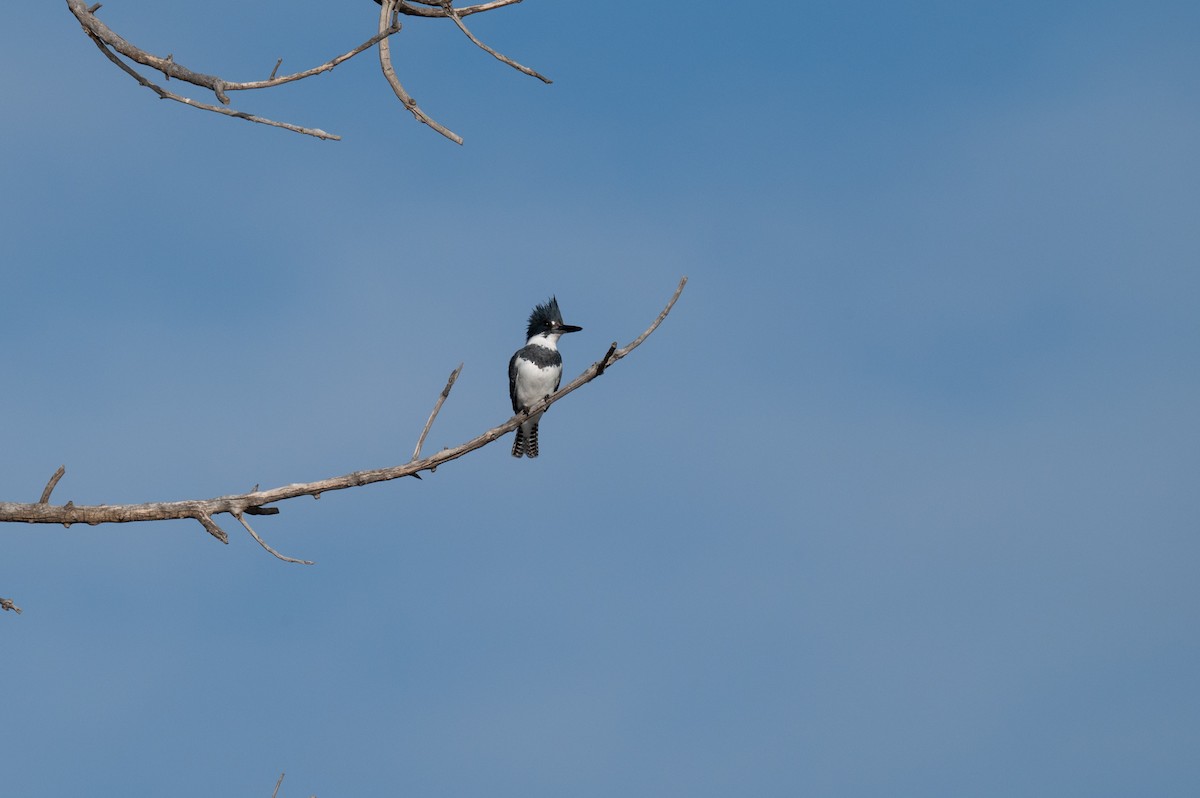 Belted Kingfisher - ML616610724