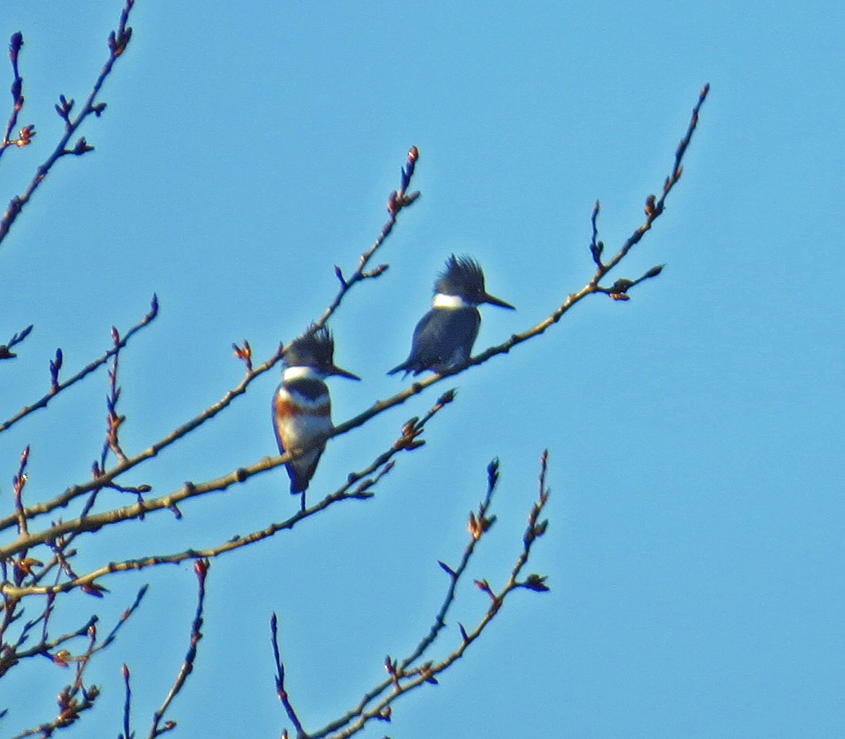 Belted Kingfisher - ML616610725