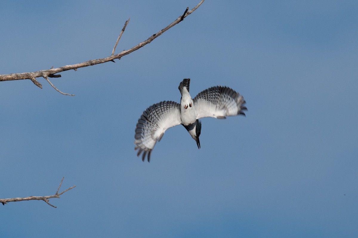 Belted Kingfisher - ML616610726