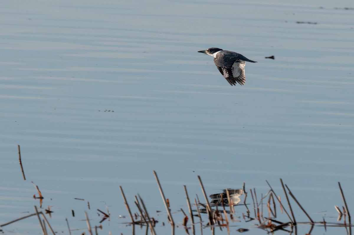 Belted Kingfisher - ML616610728