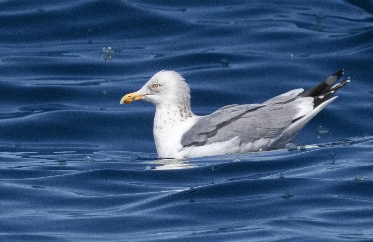 Herring Gull (American) - ML616610793