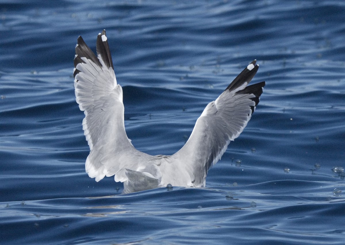 Herring Gull (American) - ML616610794