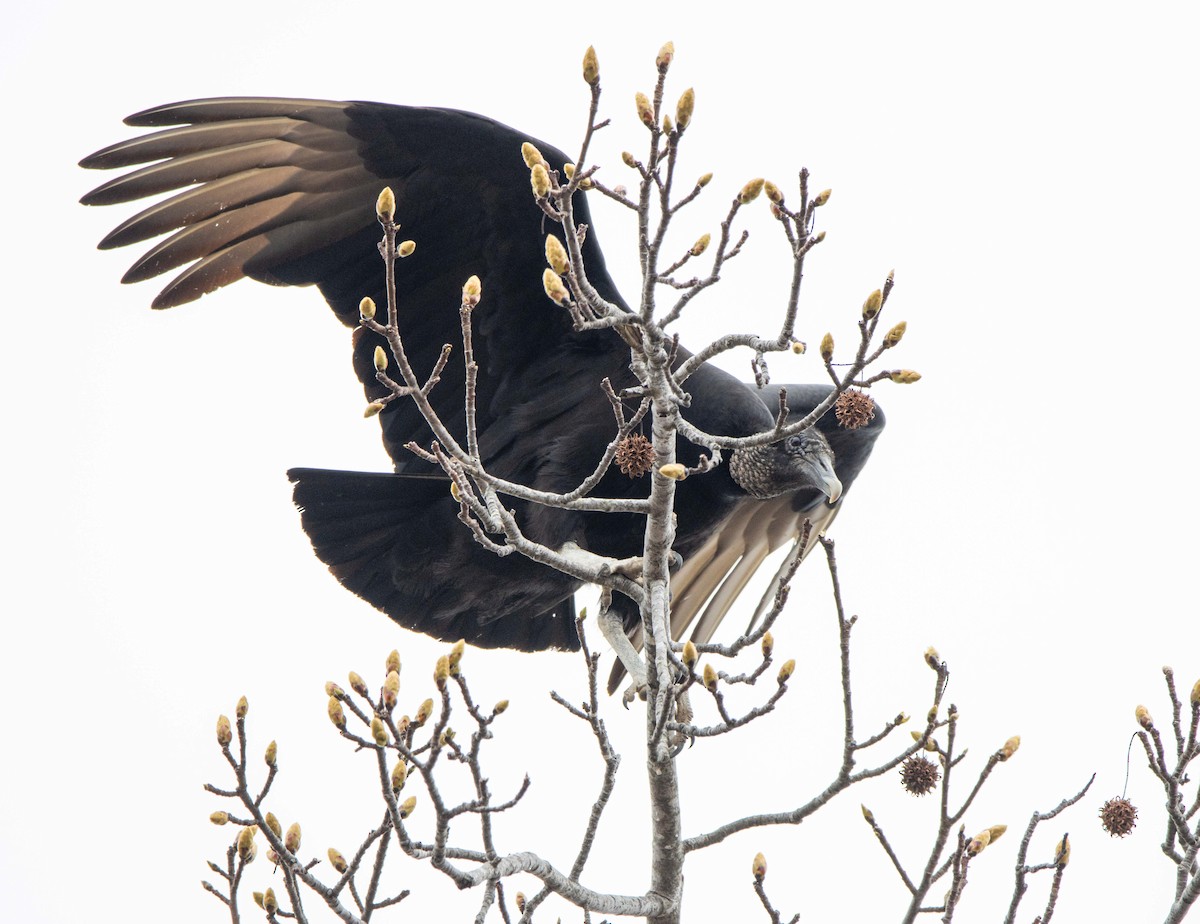 Black Vulture - Jerry Chen