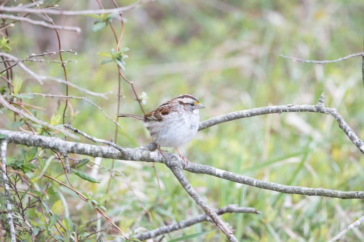 White-throated Sparrow - Jerry Chen