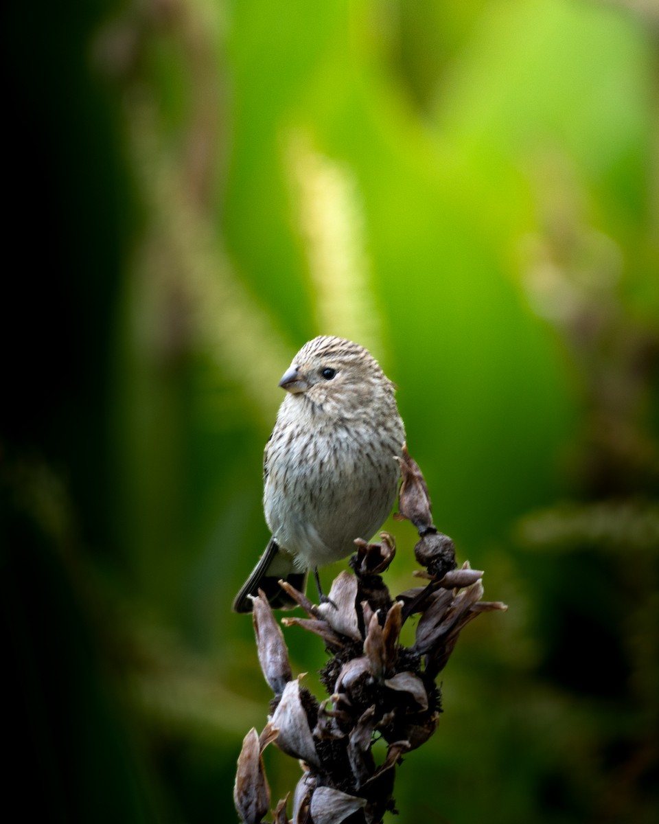Band-tailed Seedeater - ML616610862