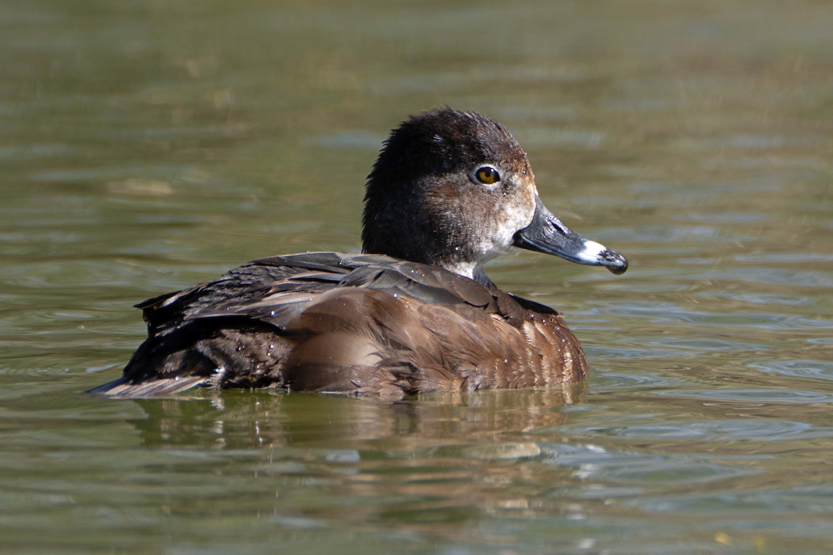 Ring-necked Duck - ML616610904