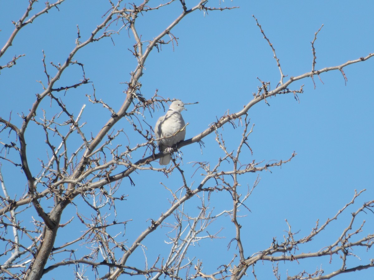 Eurasian Collared-Dove - ML616610914