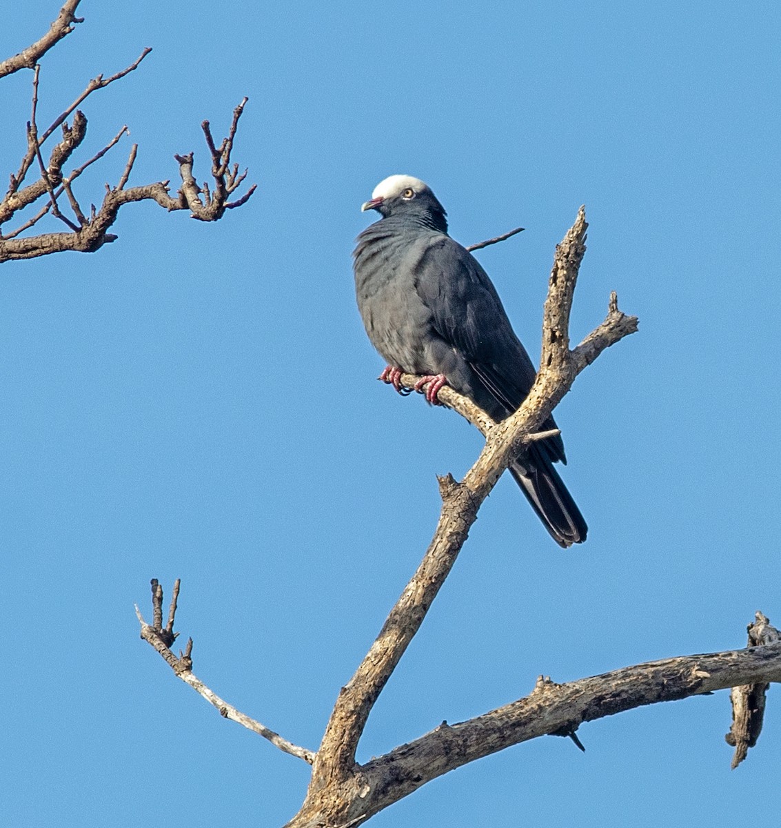 White-crowned Pigeon - ML616610933
